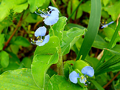 �}���o�c���N�T