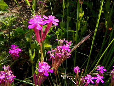 ���V�g���i�f�V�R