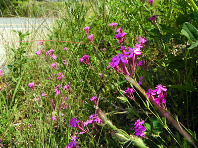 ���V�g���i�f�V�R