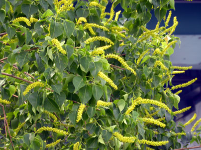 �i���L���n�[