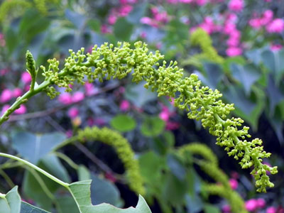 �i���L���n�[