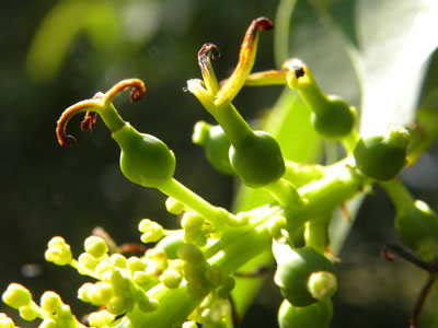 �i���L���n�[