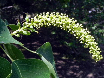 �i���L���n�[