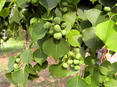 �i���L���n�[