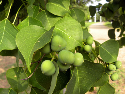 �i���L���n�[