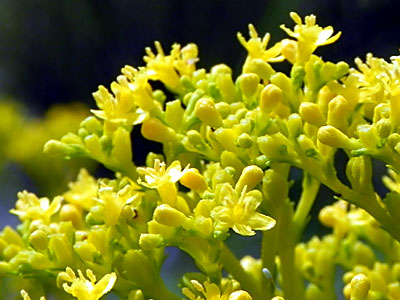 �I�~�i�G�V