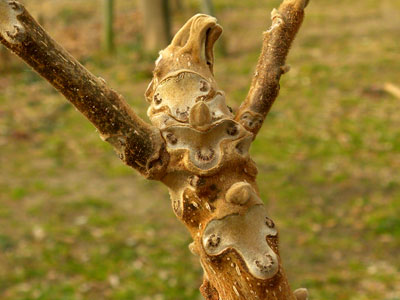 �I�j�O���~