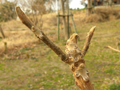 �I�j�O���~