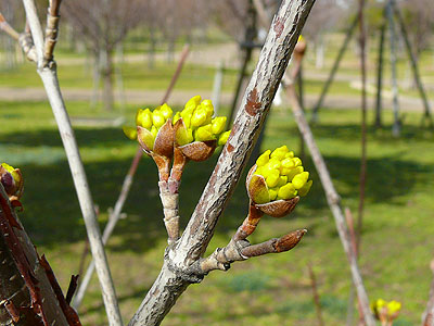 �T���V����