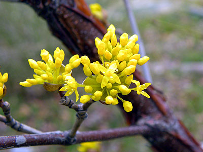 �T���V����