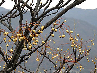 �Z���_��