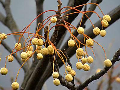 �Z���_��