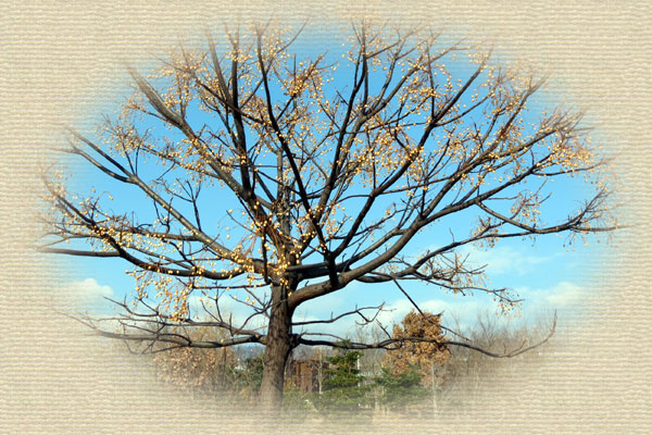 �Z���_��