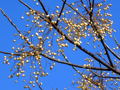 �Z���_��