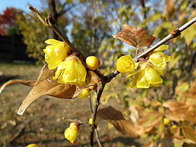 �\�V�����E�o�C