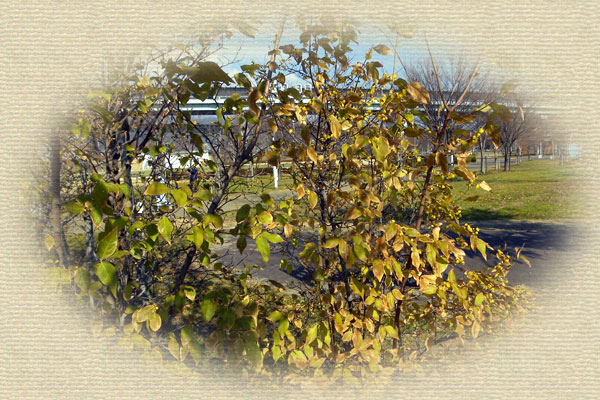 �\�V�����E�o�C