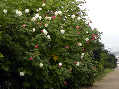 �X�C�t���E