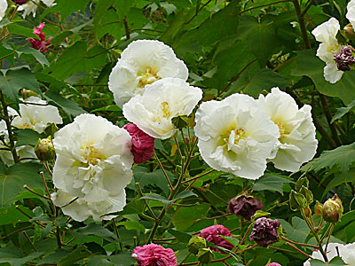 �X�C�t���E