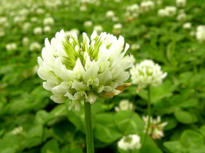 �V���c���N�T