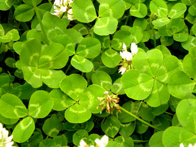 �V���c���N�T