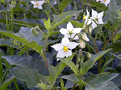 �����i�X�r