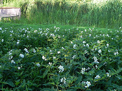 �����i�X�r