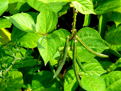 ���u�c���A�Y�L