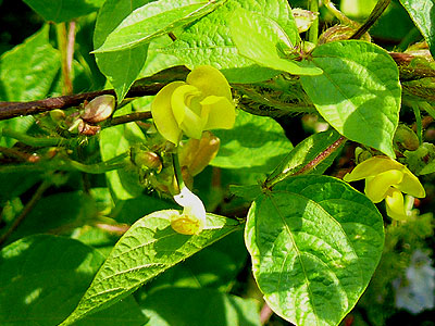 ���u�c���A�Y�L