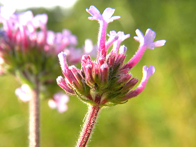 ���i�M�n�i�K�T