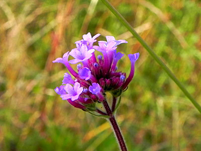 ���i�M�n�i�K�T