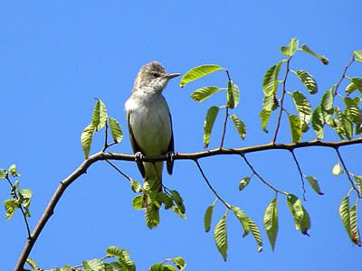 ���V�L��