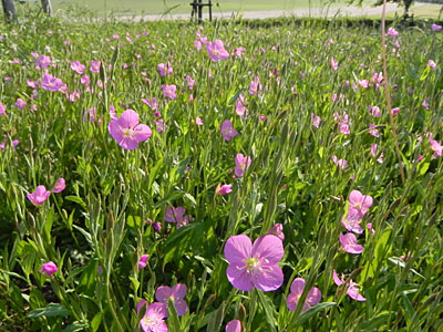 ���E�Q�V���E