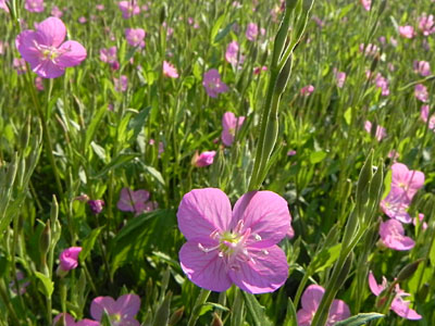 ���E�Q�V���E