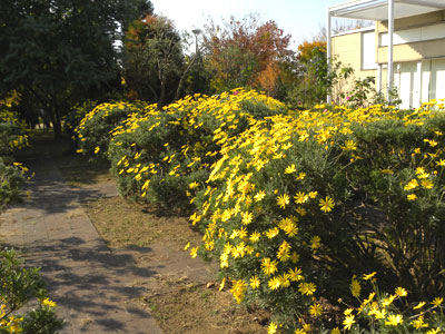 �����I�v�X