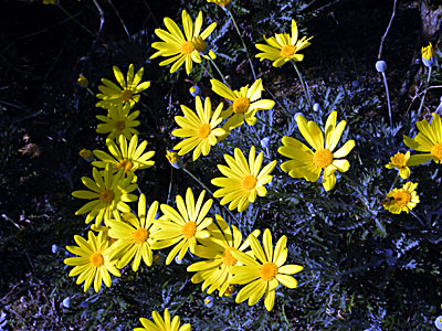 �����I�v�X