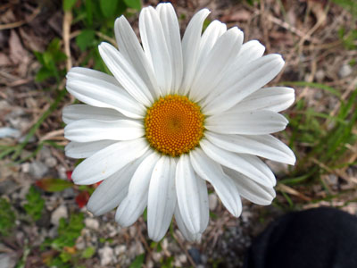 �t�����X�M�N