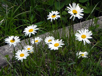 �t�����X�M�N