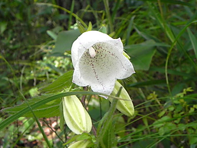 �z�^���u�N��