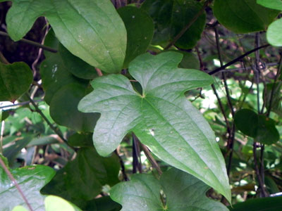 �J�G�f�h�R��