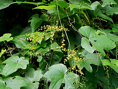 �J�G�f�h�R��