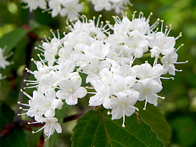 �R�o�m�K�}�Y�~