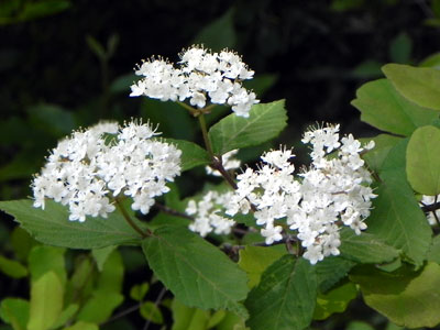 �R�o�m�K�}�Y�~