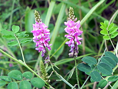 �R�}�c�i�M