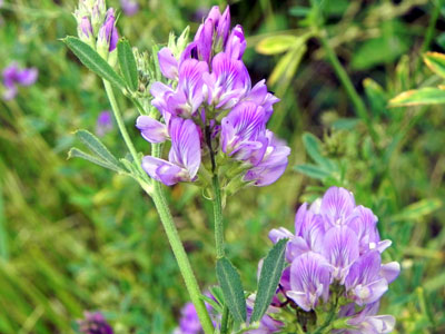 �����T�L�E�}�S���V