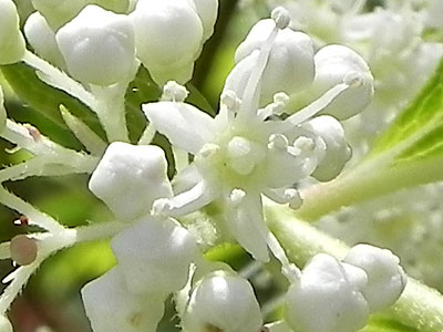 �m���E�c�M