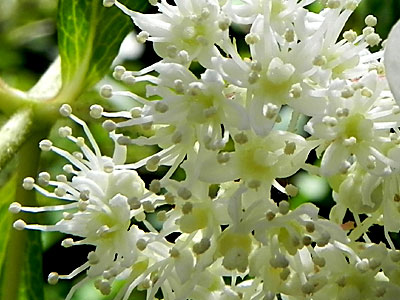 �m���E�c�M