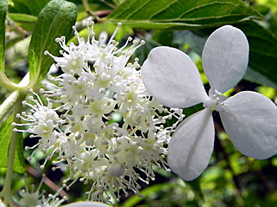 �m���E�c�M