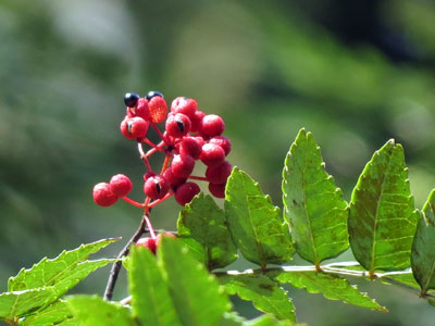 �T���V���E