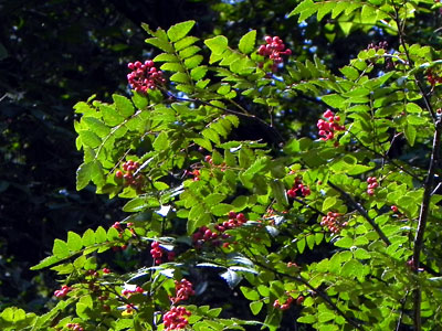 �T���V���E