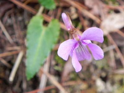 �V�n�C�X�~��